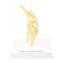 Osteo-Modell Hundeknie