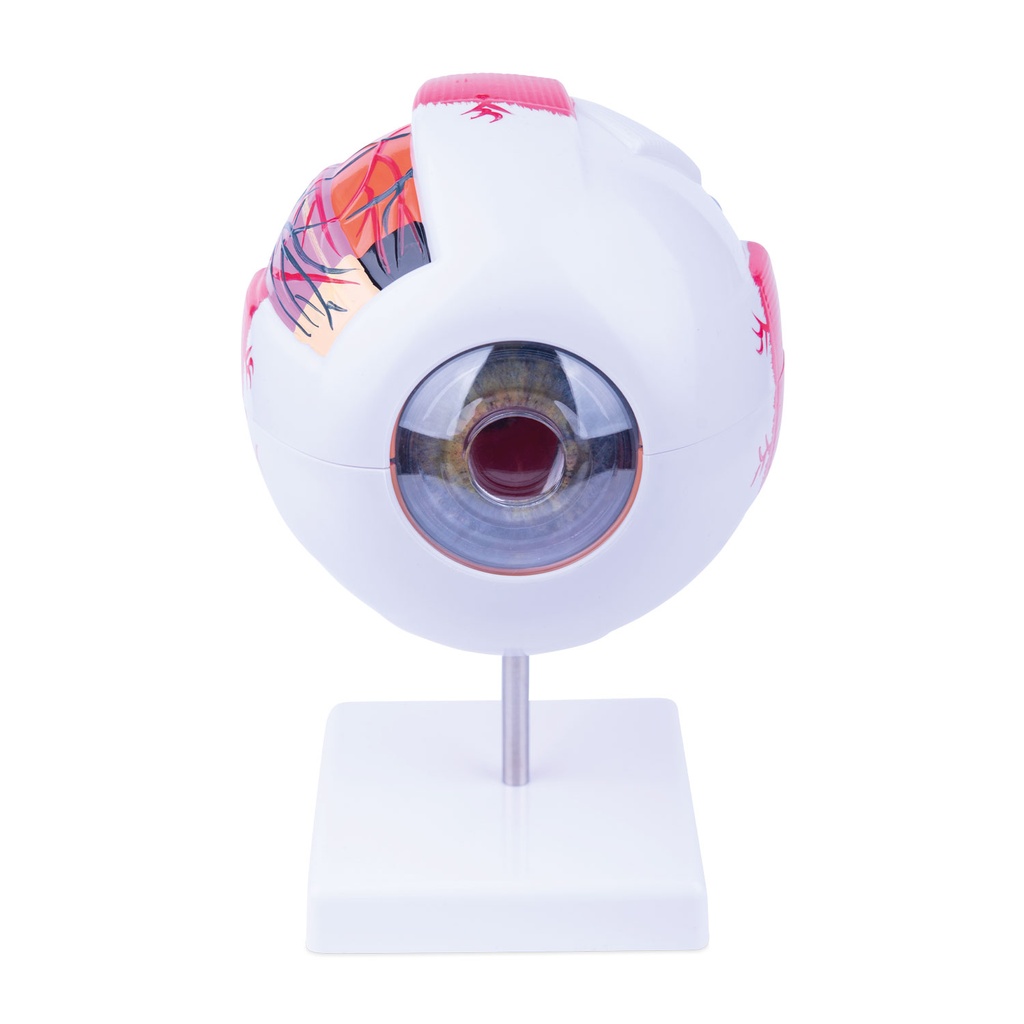 Anatomisches Augenmodell, 6-teilig, Maße inkl. Sockel (in cm): H 16 x B 13 x T 13