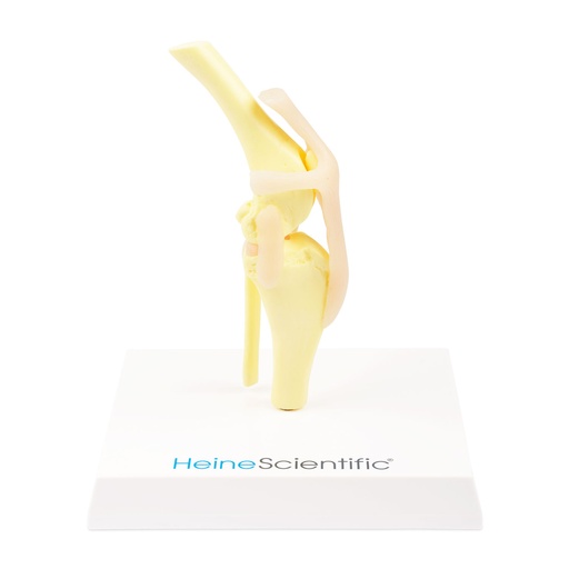 [909033] Osteo-Modell Hundeknie